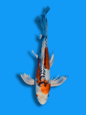 Butterfly Inazuma Doitsu Kujaku | Koi&Co.